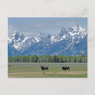 Cartão Postal Cartão-postal Buffalo