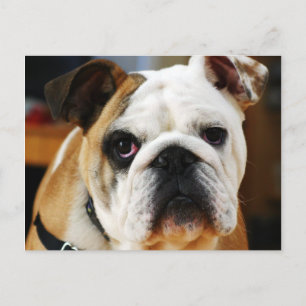 Cartão Postal Cartão-postal Buldogue