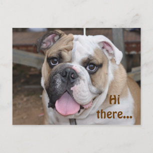 Cartão Postal Cartão-postal Buldogue "Oi Lá"