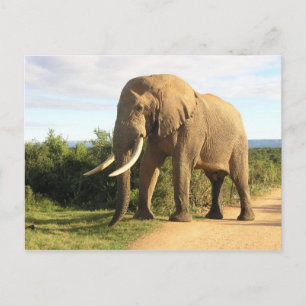 Cartão Postal Cartão-postal Bull Elephant