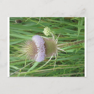 Cartão Postal Cartão-postal Bull Thistle