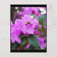 Cartão-postal Bumble Bee