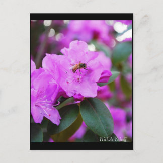 Cartão Postal Cartão-postal Bumble Bee