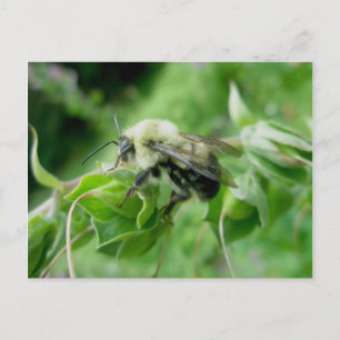 Cartão Postal Cartão-postal Bumble Bee