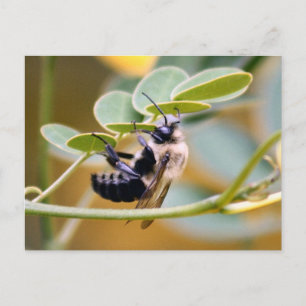 Cartão Postal Cartão-postal Bumble Bee