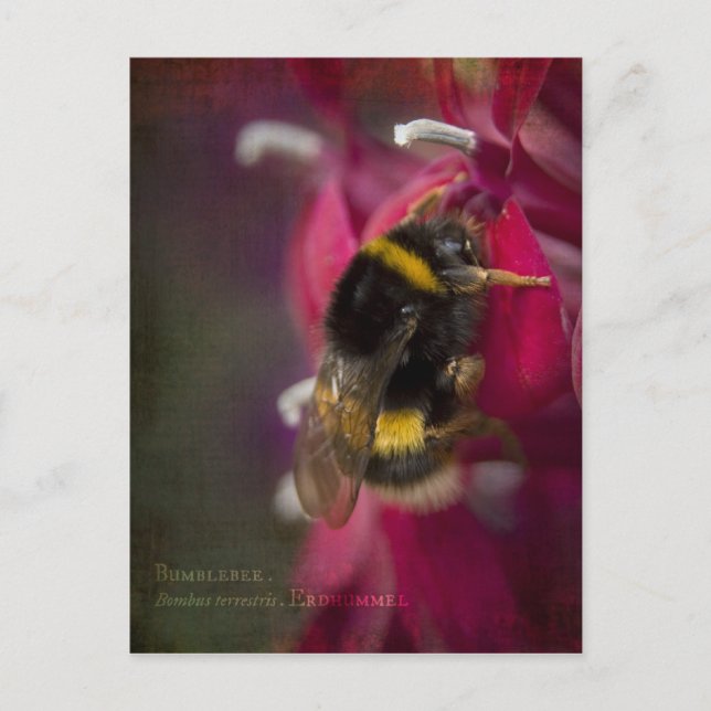 Cartão Postal Cartão-postal Bumblebee (Frente)