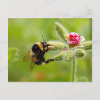 Cartão Postal Cartão-postal Bumblebee