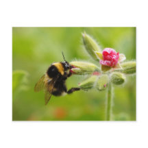Cartão-postal Bumblebee