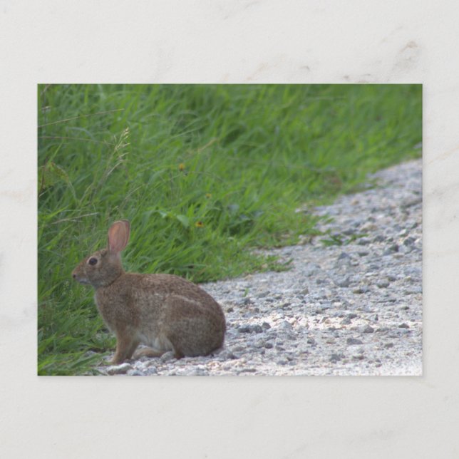 Cartão Postal Cartão-postal Bunny (Frente)