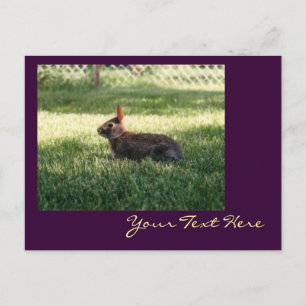 Cartão Postal Cartão-postal Bunny Rabbit