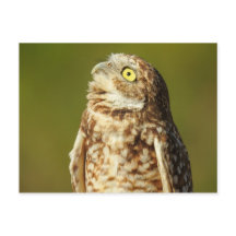 Cartão-postal Burrowing Owl