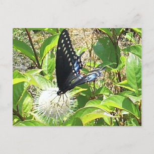 Cartão Postal Cartão-postal Butterfly