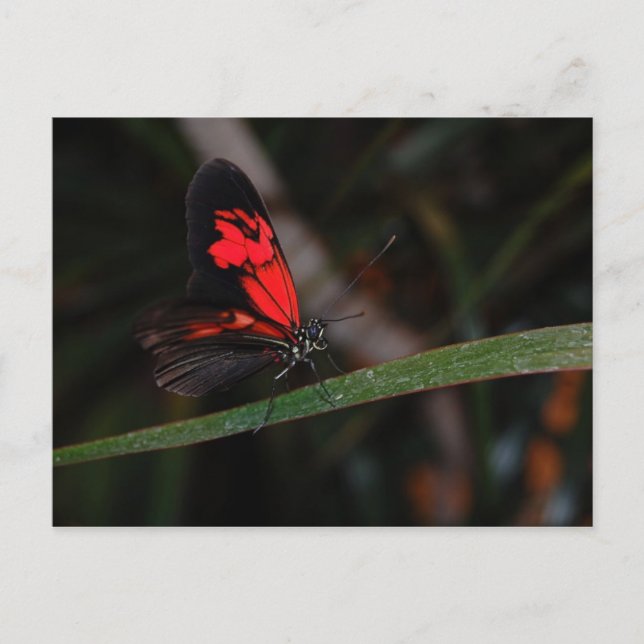 Cartão Postal Cartão-postal Butterfly (Frente)