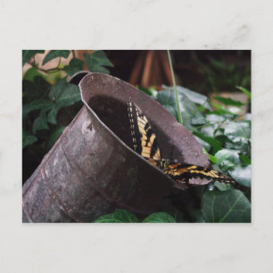 Cartão Postal Cartão-postal Butterfly