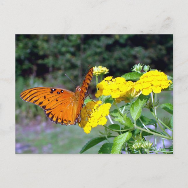 Cartão Postal Cartão-postal Butterfly (Frente)