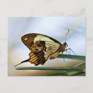 Cartão Postal Cartão-postal Butterfly