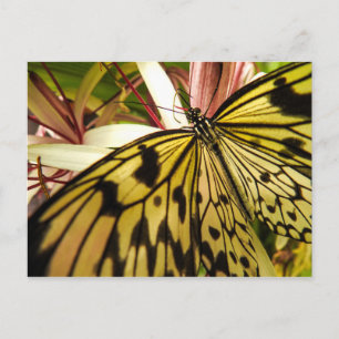 Cartão Postal Cartão-postal Butterfly