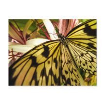 Cartão-postal Butterfly