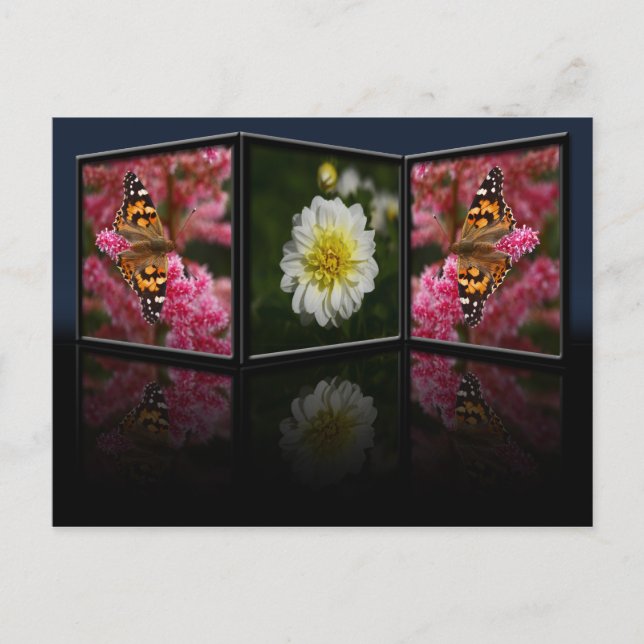 Cartão Postal Cartão-postal Butterfly e Dahlia (Frente)