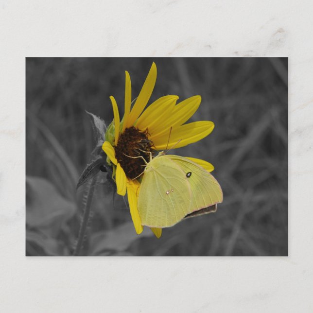 Cartão Postal Cartão-postal Butterfly em repouso (Frente)