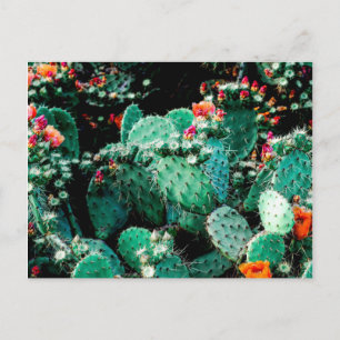 Cartão Postal Cartão-postal Cactus