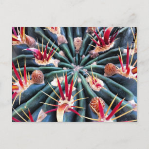 Cartão Postal Cartão-postal Cactus Louco
