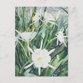 Cartão Postal Cartão-postal Cahaba Lily