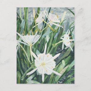 Cartão Postal Cartão-postal Cahaba Lily