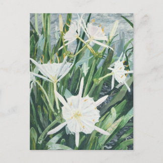 Cartão Postal Cartão-postal Cahaba Lily