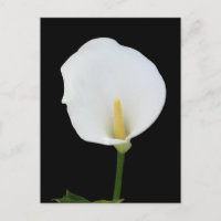 Cartão-postal Calla Lily