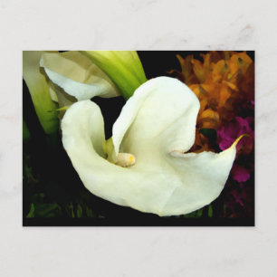 Cartão Postal Cartão-postal Calla Lily