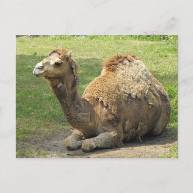 Cartão Postal Cartão-postal Camel (Frente)