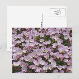 Cartão Postal Cartão-postal - Campo de Flores Rosa
