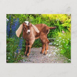 Cartão Postal Cartão-postal "Casey"