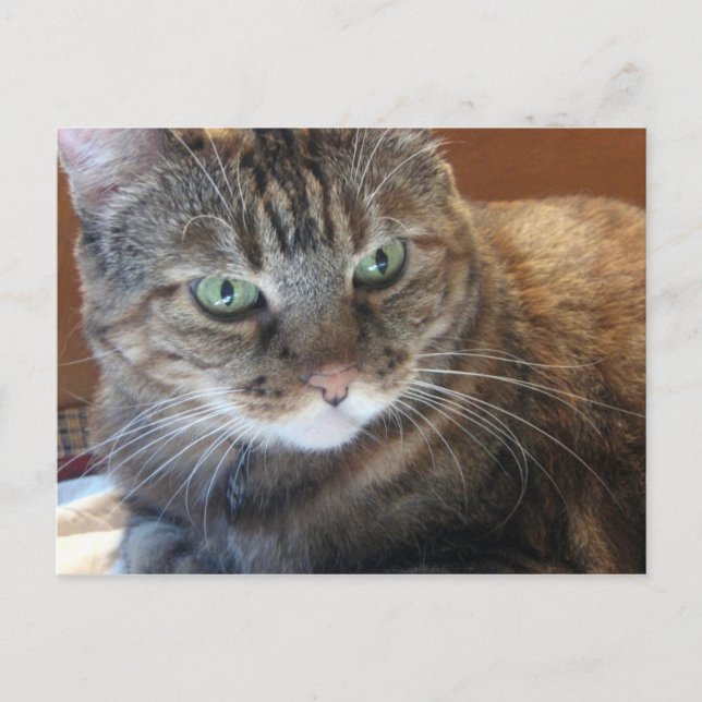 Cartão Postal Cartão-postal Cat (Frente)