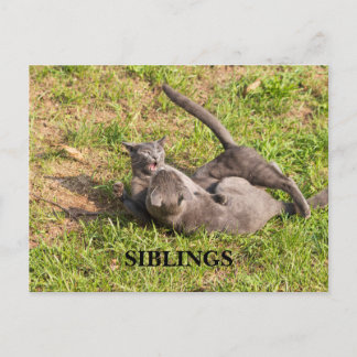 Cartão Postal Cartão-postal Cat