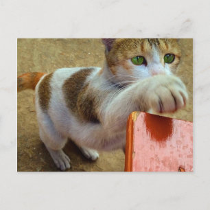 Cartão Postal Cartão-postal Cat