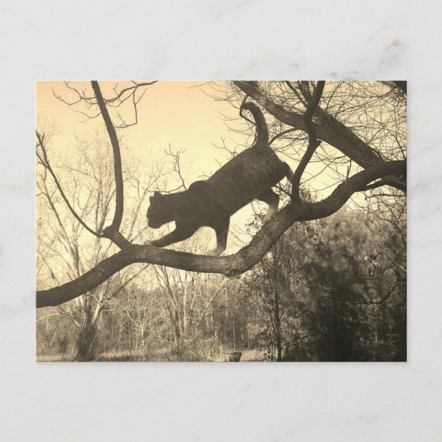 Cartão Postal Cartão-postal Cat (Frente)