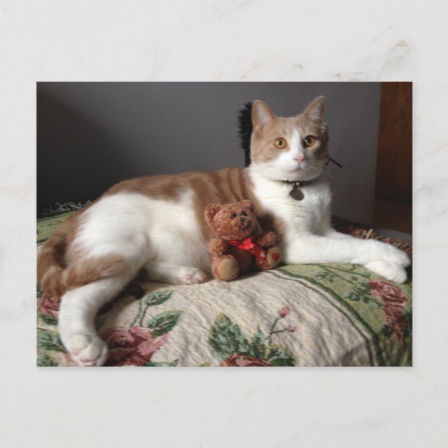 Cartão Postal Cartão-postal Cat (Frente)