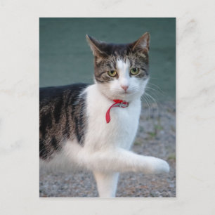 Cartão Postal Cartão-postal Cat CC0215