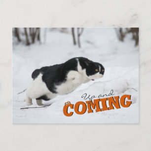 Cartão Postal Cartão-postal Cat CC0685 para cima e para a frent