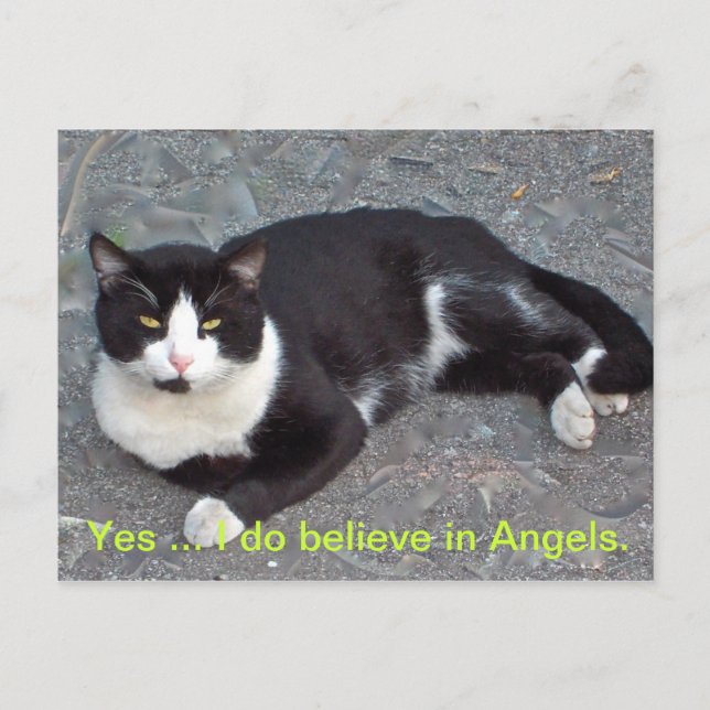 Cartão Postal Cartão-postal Cat com ditado humourus (Frente)