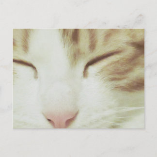 Cartão Postal Cartão-postal Cat com Filipos Apollo