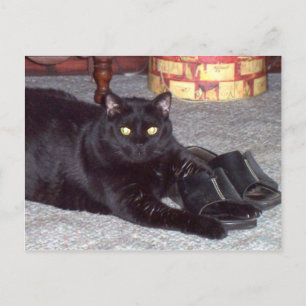 Cartão Postal Cartão-postal Cat "Se O Calçado Ajustado"