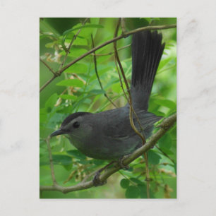 Cartão Postal Cartão-postal Catbird