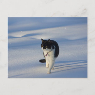 Cartão Postal Cartão-postal Catwalk CC0093