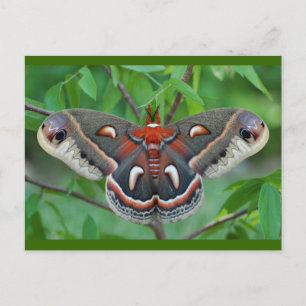 Cartão Postal Cartão-postal Cecropia Moth