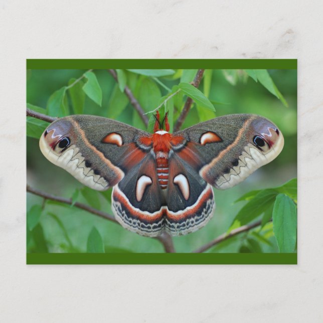Cartão Postal Cartão-postal Cecropia Moth (Frente)