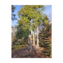 Cartão-postal Cedar Throne Tettegouche Minnesota