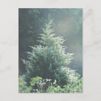 Cartão Postal Cartão-postal Cedar Tree